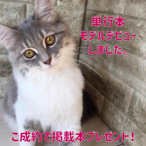 ミヌエット(旧ナポレオン)