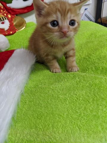 スコティッシュフォールド