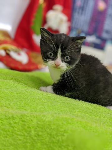 スコティッシュフォールド