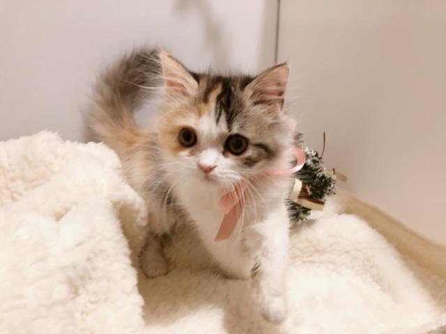 ミヌエット（旧ナポレオン）　💕ふわロング