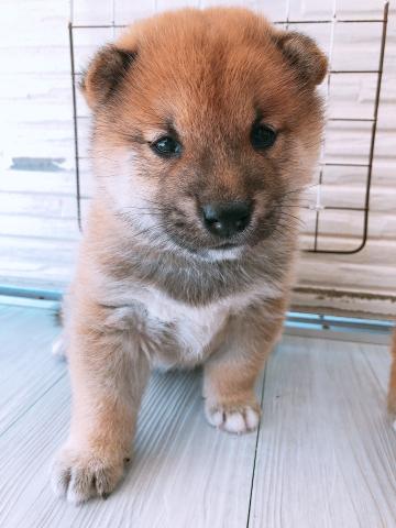 柴犬