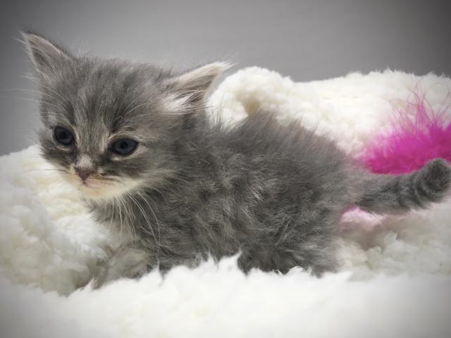 サイベリアン良血統！父猫WCFロシアチャンピオン