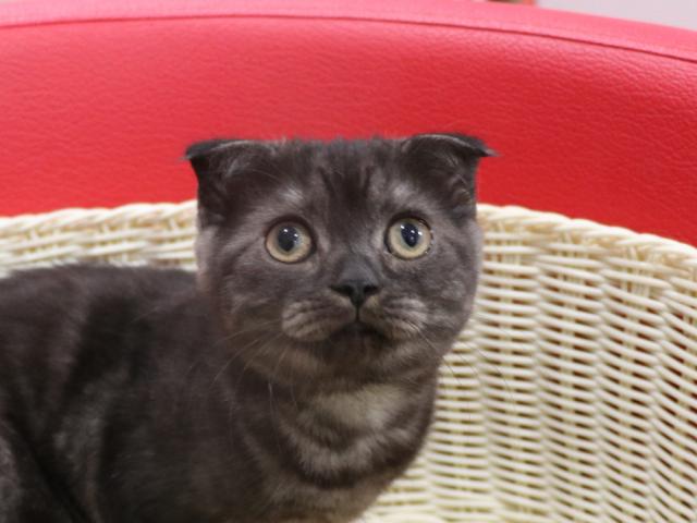 スコティッシュフォールド