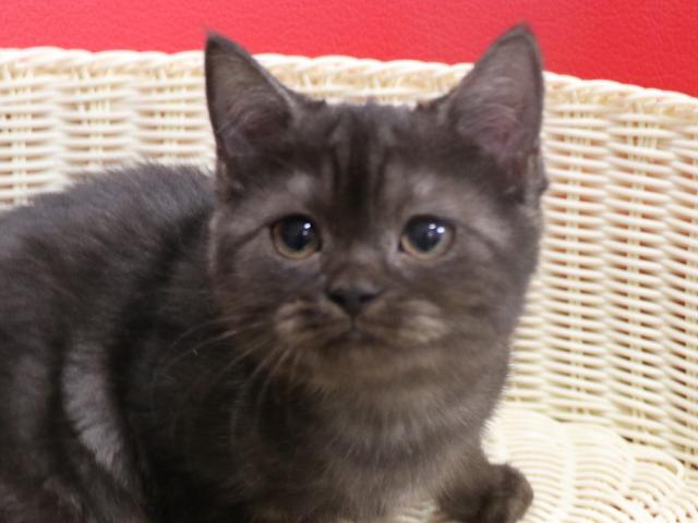 スコティッシュフォールド