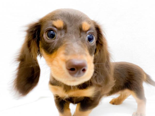 ミニチュアダックスフンド