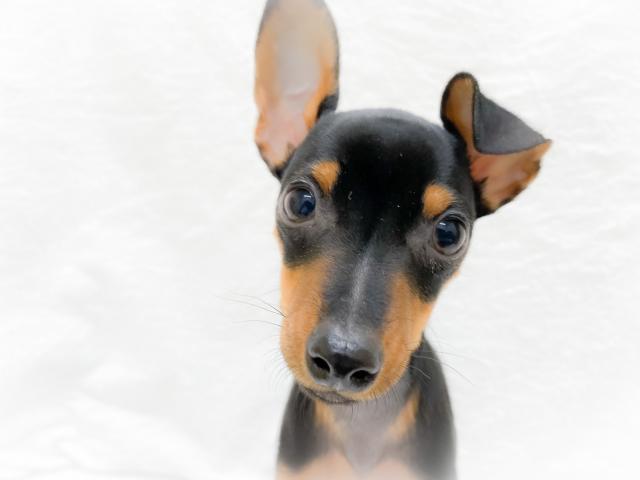 ミニチュアピンシャー