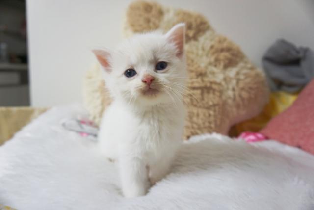 スコティッシュフォールド訳あり