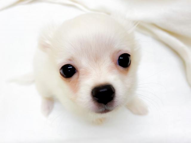 チワワ（ロングコート）