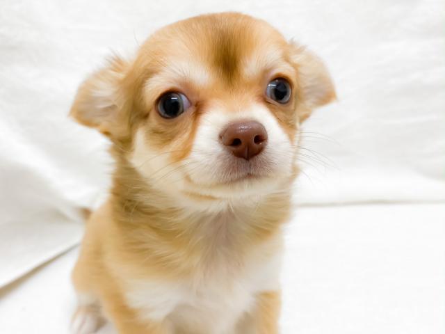 チワワ（ロングコート）