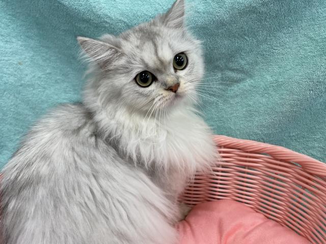 ペルシャ・ヒマラヤン