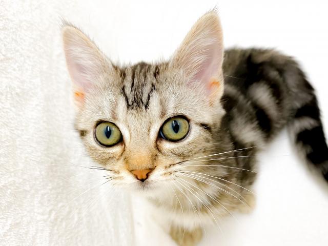 アメリカンショートヘアー