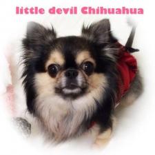 チワワ専門犬舎 Little.Devil.Chihuahua