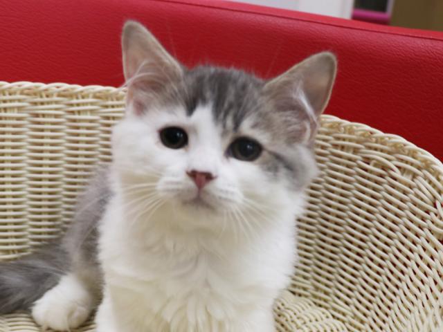 スコティッシュフォールド