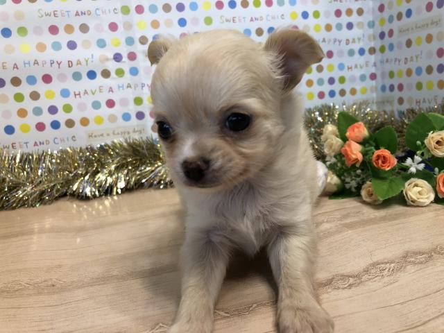 チワワ(ロングコート)