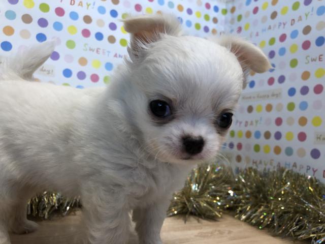 チワワ(ロングコート)