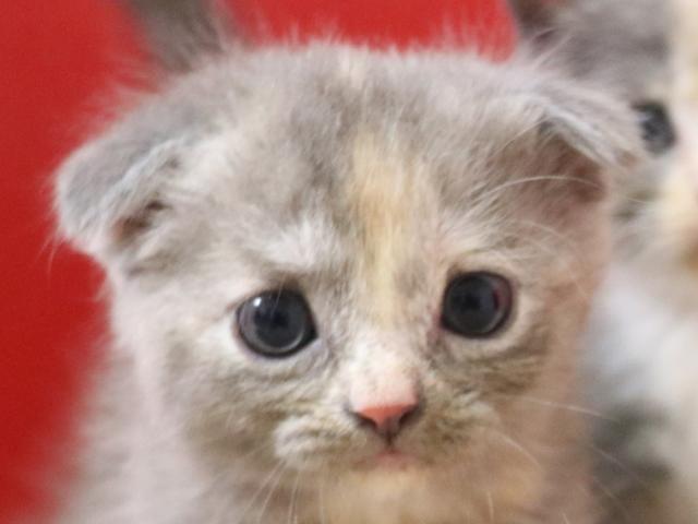 スコティッシュフォールド