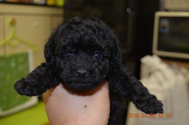 トイプードル