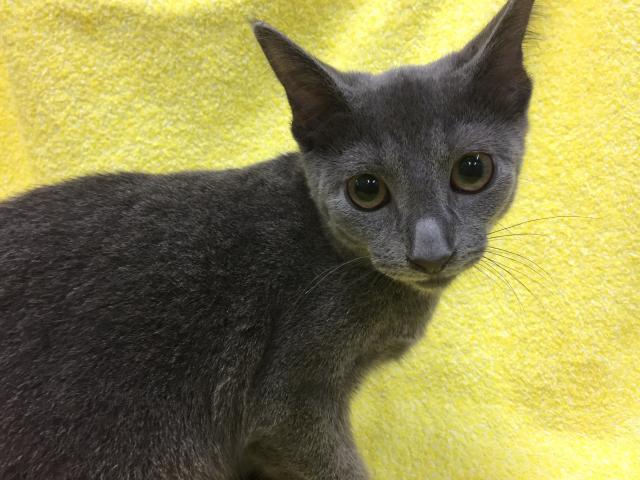 ロシアンブルー