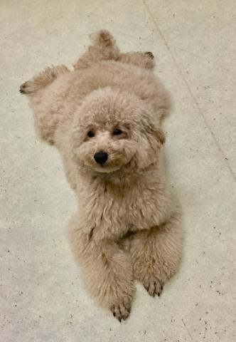 トイプードル