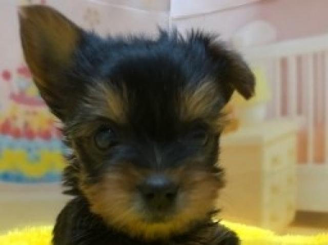 ヨークシャーテリア