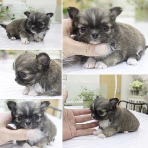 チワワ（ロングコート）