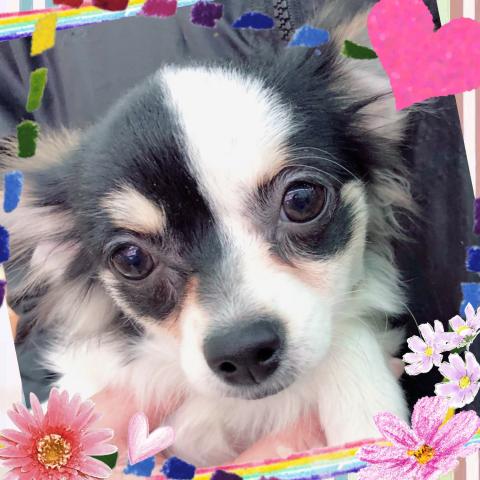 チワワ（ロングコート）