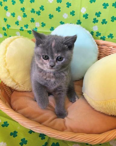 ブリティッシュショートヘア