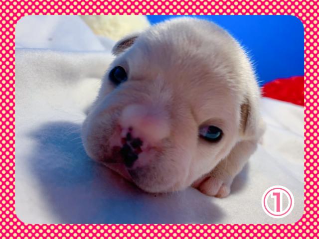 フレンチブルドッグ