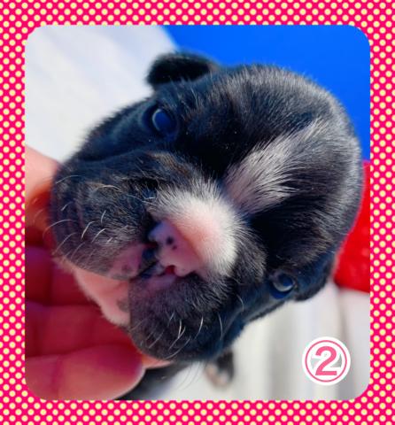 フレンチブルドッグ