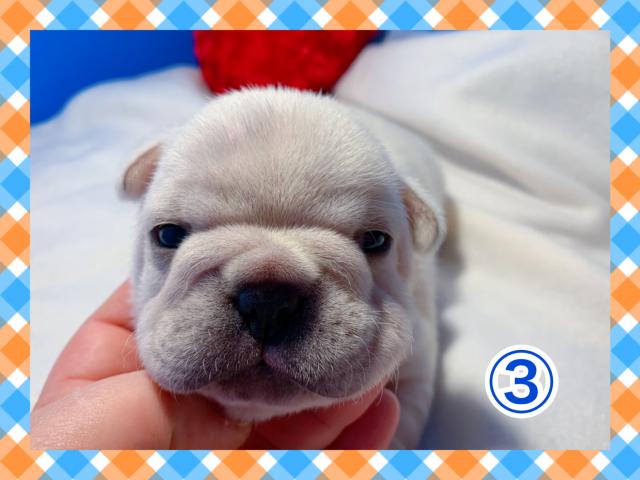 フレンチブルドッグよか～男たい！