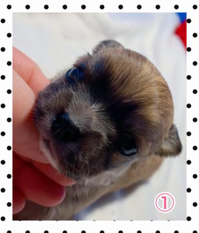 チワワ(ロングコート)