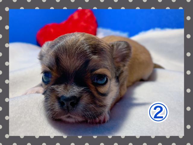 チワワ(ロングコート)