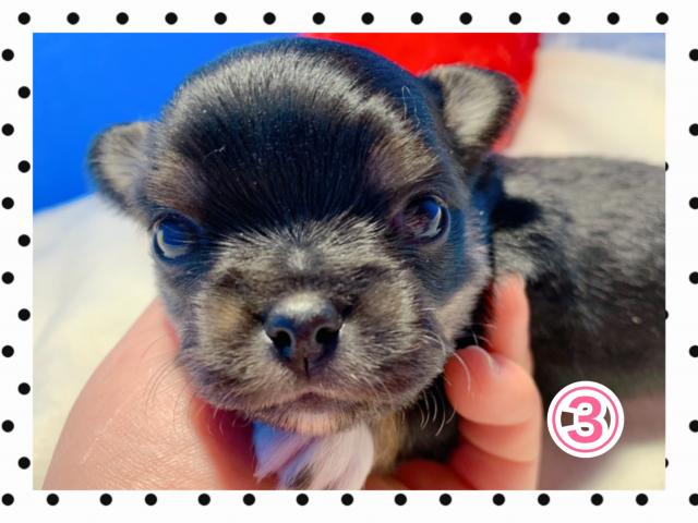 チワワ(ロングコート)