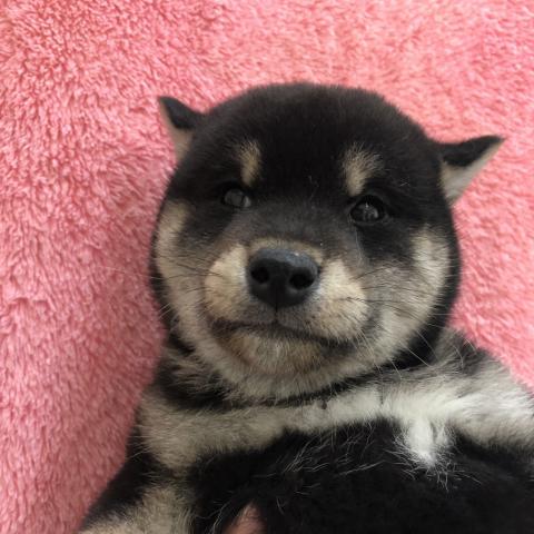 柴犬