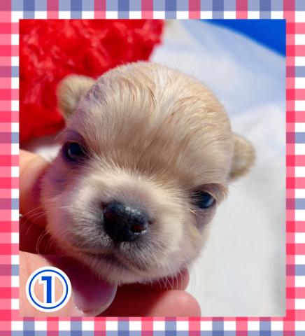 チワワ(ロングコート)