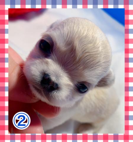 チワワ(ロングコート)