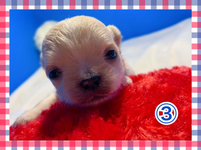 チワワ（ロングコート）