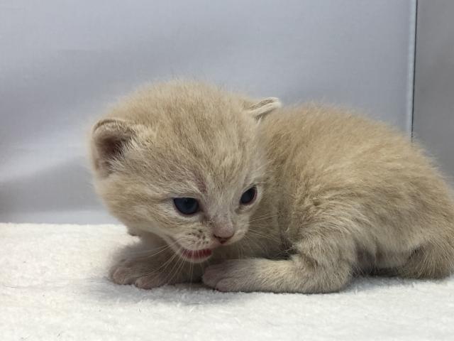 マンチカン長足