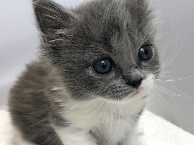 マンチカン短足