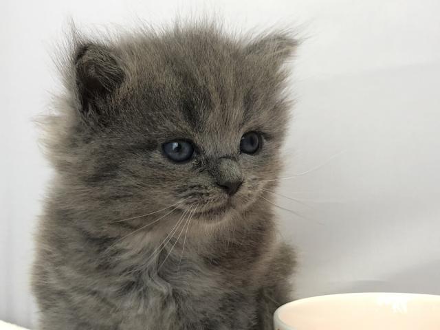 マンチカン長足