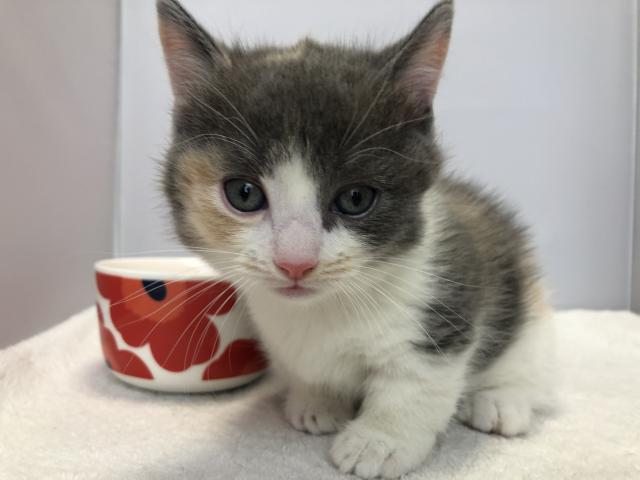 マンチカン短足