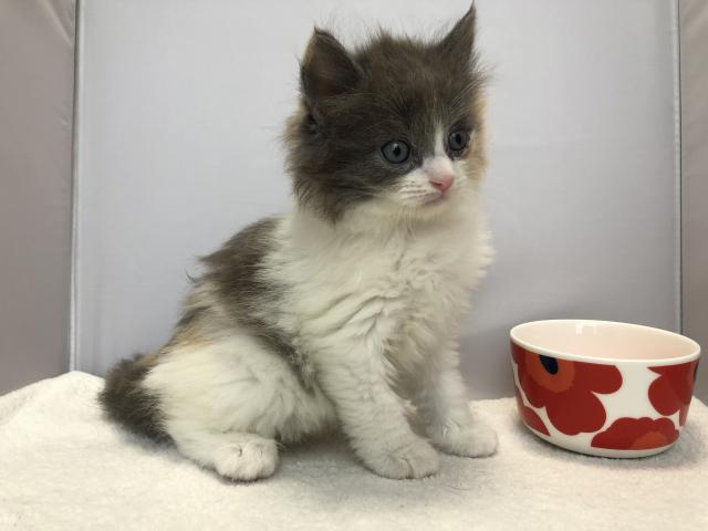 マンチカン長足