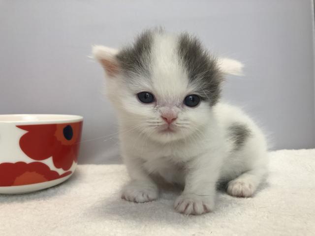 マンチカン短足