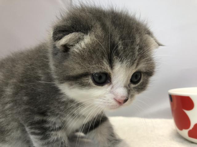 スコティッシュフォールド