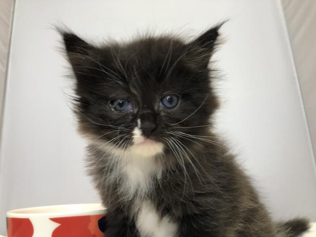 マンチカン長足