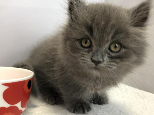 マンチカン長足