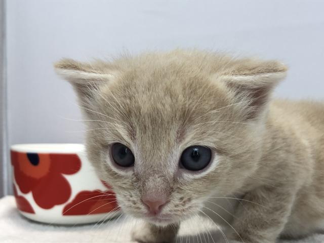 マンチカン長足