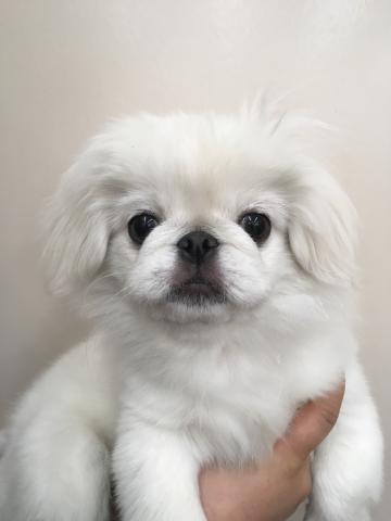 ディスワン相模大野店 神奈川県 子犬や子猫たちのペット販売情報が満載 ペットステーション