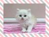 スコティッシュフォールド