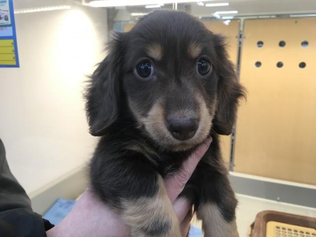 ミニチュアダックスフンド